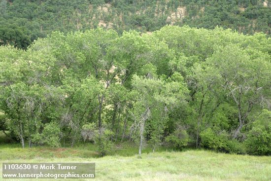 Populus fremontii