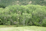 Fremont Cottonwoods