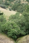 California Buckeye among Blue Oaks
