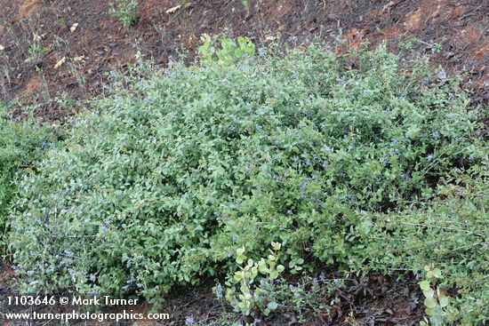 Ceanothus diversifolius