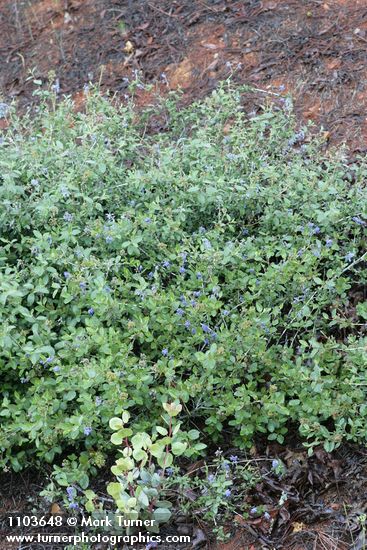 Ceanothus diversifolius