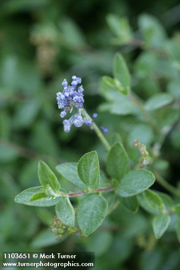 Ceanothus diversifolius