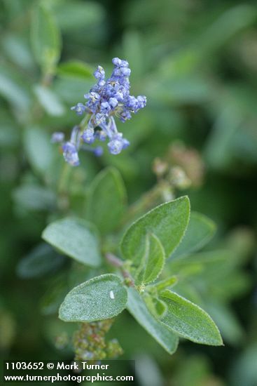 Ceanothus diversifolius