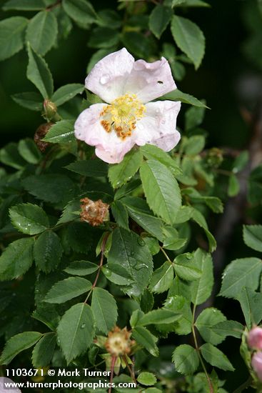 Rosa californica
