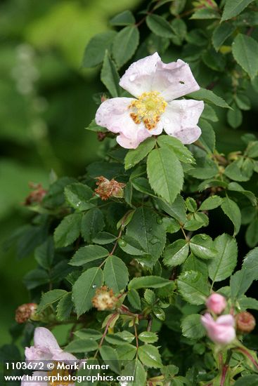 Rosa californica