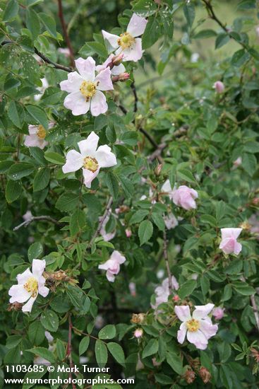 Rosa californica