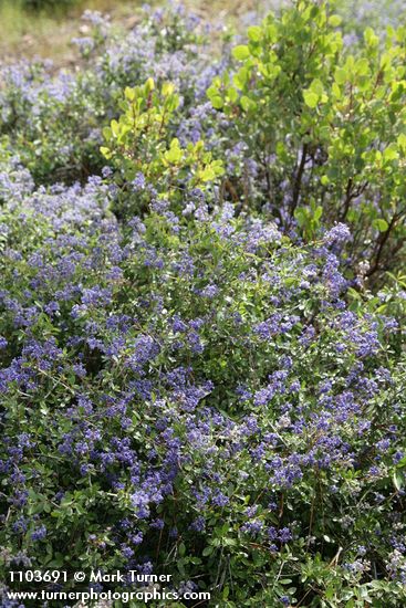Ceanothus diversifolius
