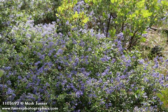 Ceanothus diversifolius