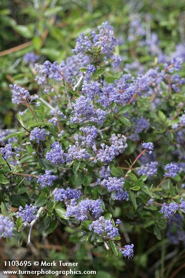 Ceanothus diversifolius