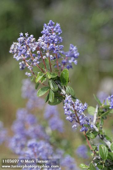 Ceanothus diversifolius