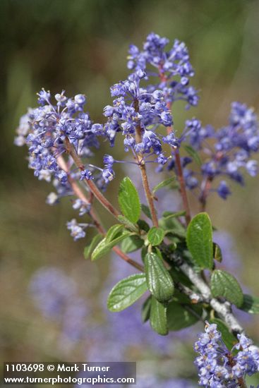 Ceanothus diversifolius
