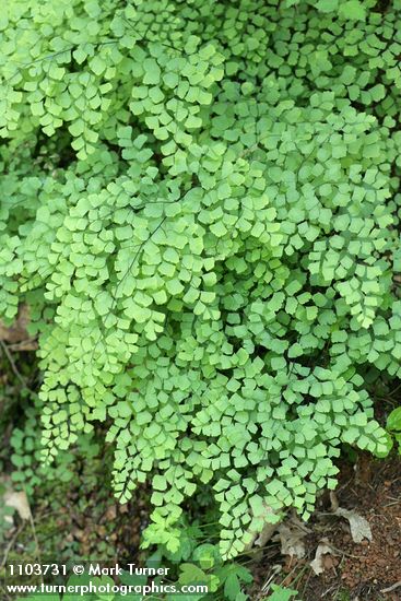 Adiantum jordanii