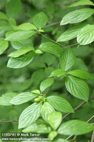 Cornus sessilis