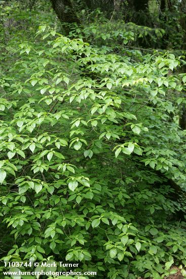 Cornus sessilis