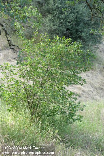 Toxicodendron diversilobum