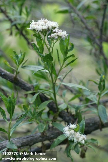 Baccharis salicifolia