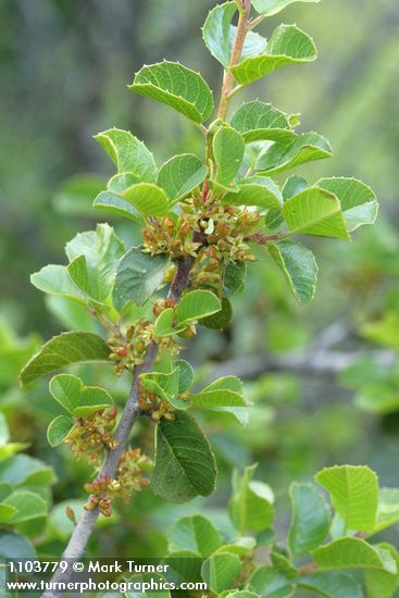 Rhamnus crocea