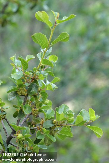 Rhamnus crocea