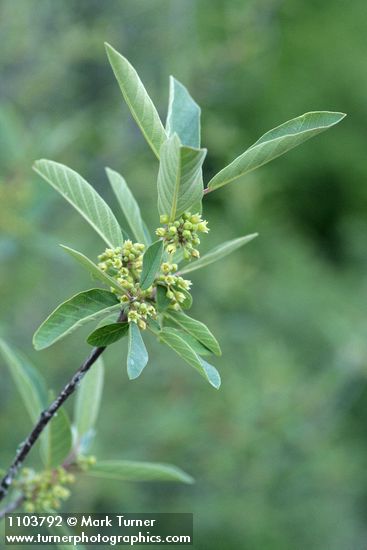 Frangula californica (Rhamnus californica)