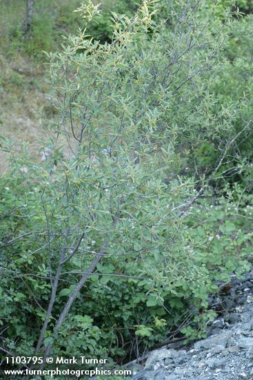 Frangula californica (Rhamnus californica)