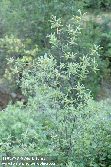 Frangula californica (Rhamnus californica)