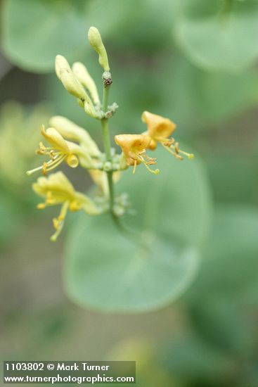 Lonicera interrupta
