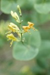 Chaparral Honeysuckle blossoms detail