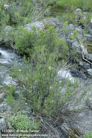 Baccharis salicifolia