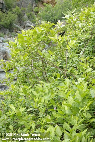Calycanthus occidentalis