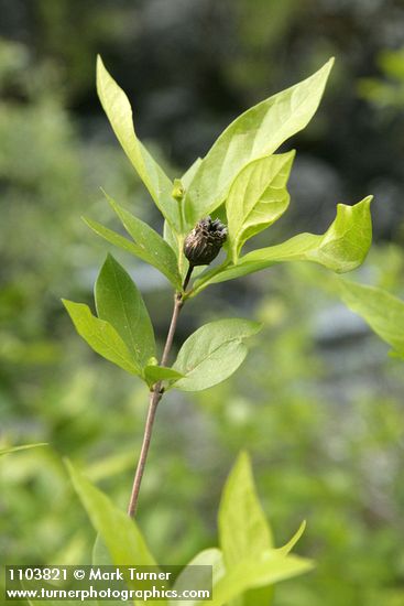 Calycanthus occidentalis