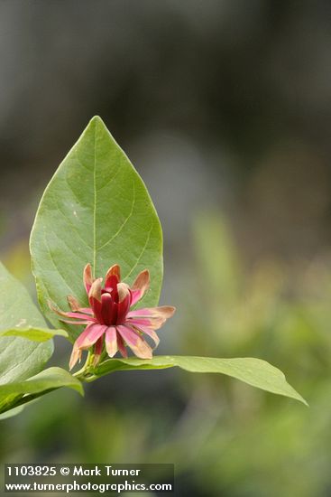 Calycanthus occidentalis