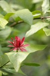 Western Sweetshrub blossom & foliage