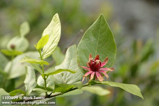 Calycanthus occidentalis