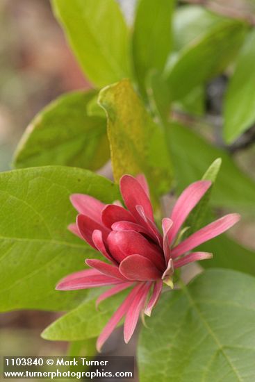 Calycanthus occidentalis