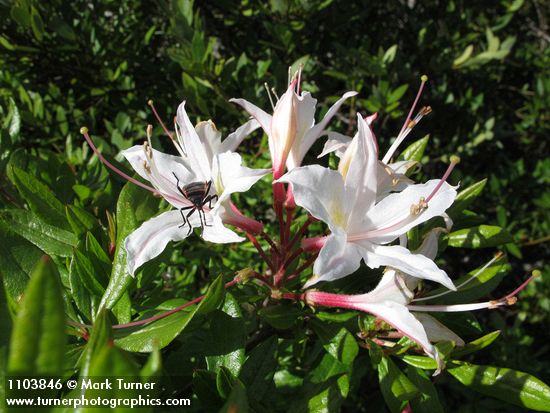 Rhododendron occidentale