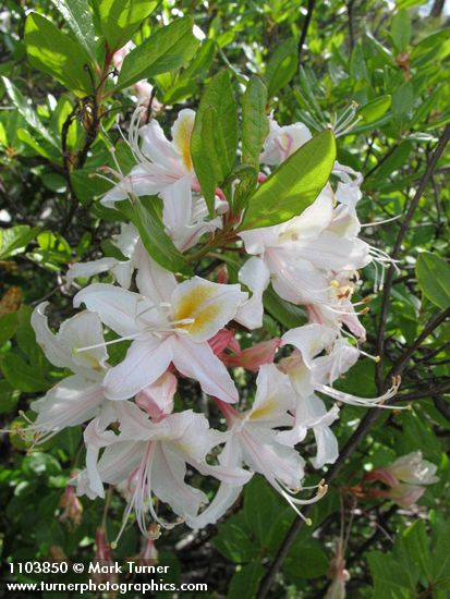 Rhododendron occidentale
