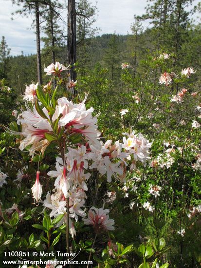 Rhododendron occidentale
