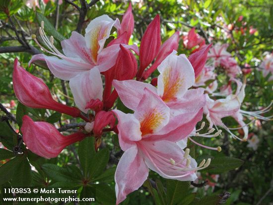 Rhododendron occidentale