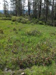 California Pitcher Plants in fen bordered by Western Azaleas & Jeffrey Pines