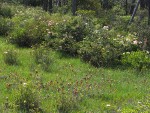 California Pitcher Plants in fen bordered by Western Azaleas