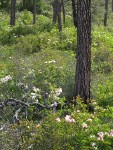 Western Azaleas among Jeffrey Pine trunks