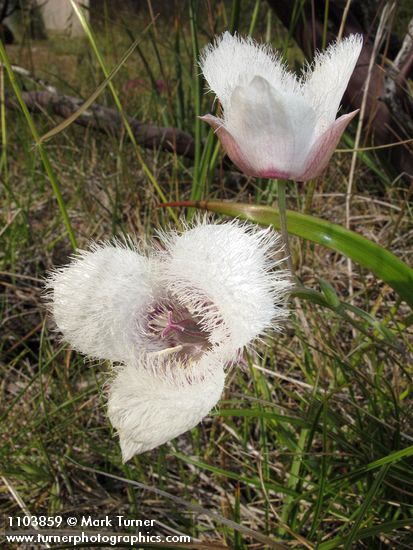 Calochortus tolmiei