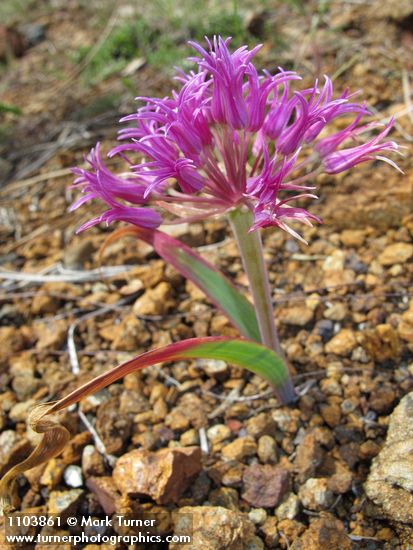 Allium falcifolium