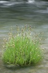 Torrent Sedge in Deer Creek