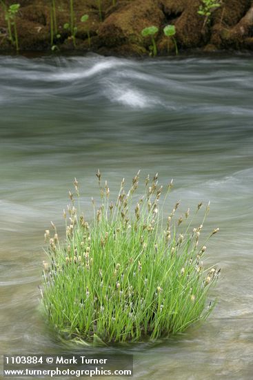 Carex nudata