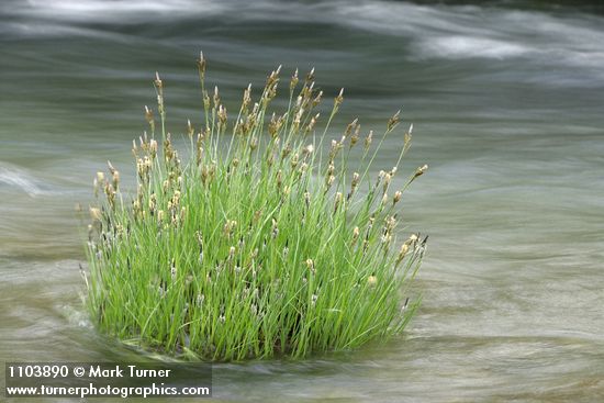 Carex nudata