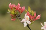 Western Azalea buds & blossom
