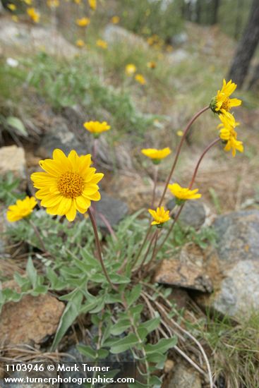 Balsamorhiza sericea