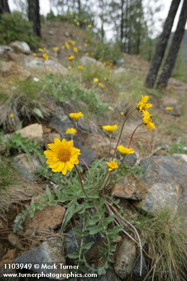Balsamorhiza sericea