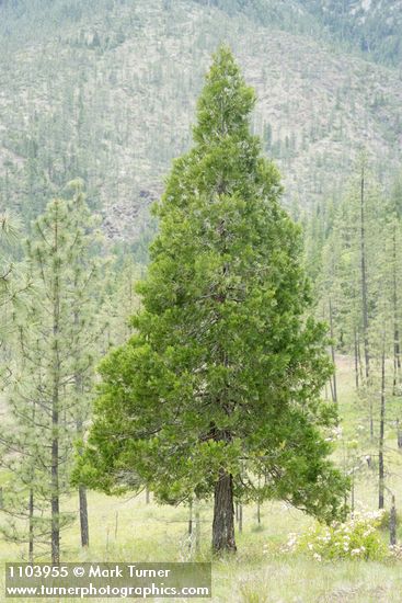 Calocedrus decurrens